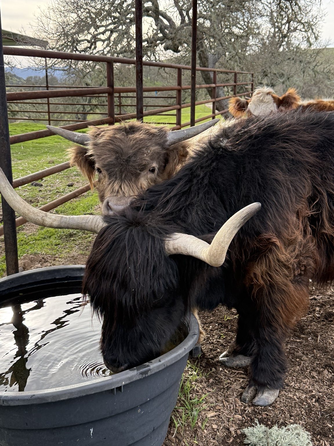 Newborn ranch animal