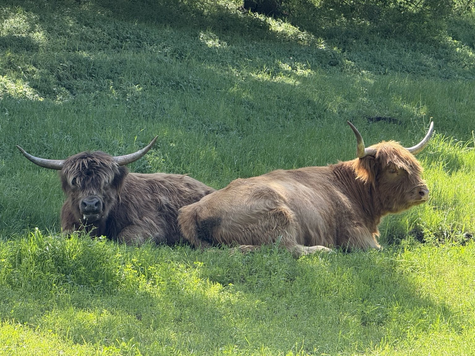 Highland cattle, donkeys, calves, or ranch scenery at Hee-Haw Highland Ranch