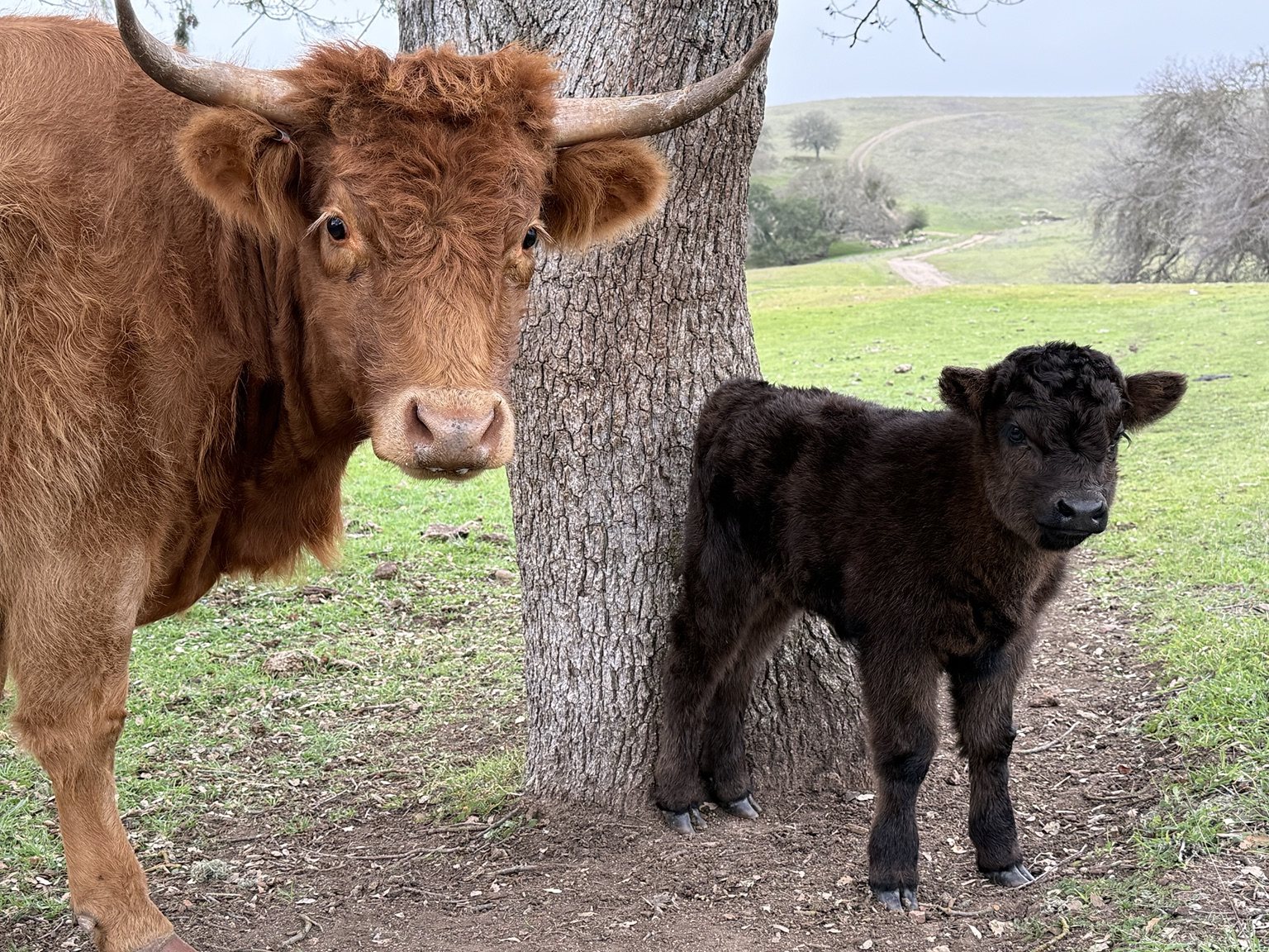 Highland cattle, donkeys, calves, or ranch scenery at Hee-Haw Highland Ranch