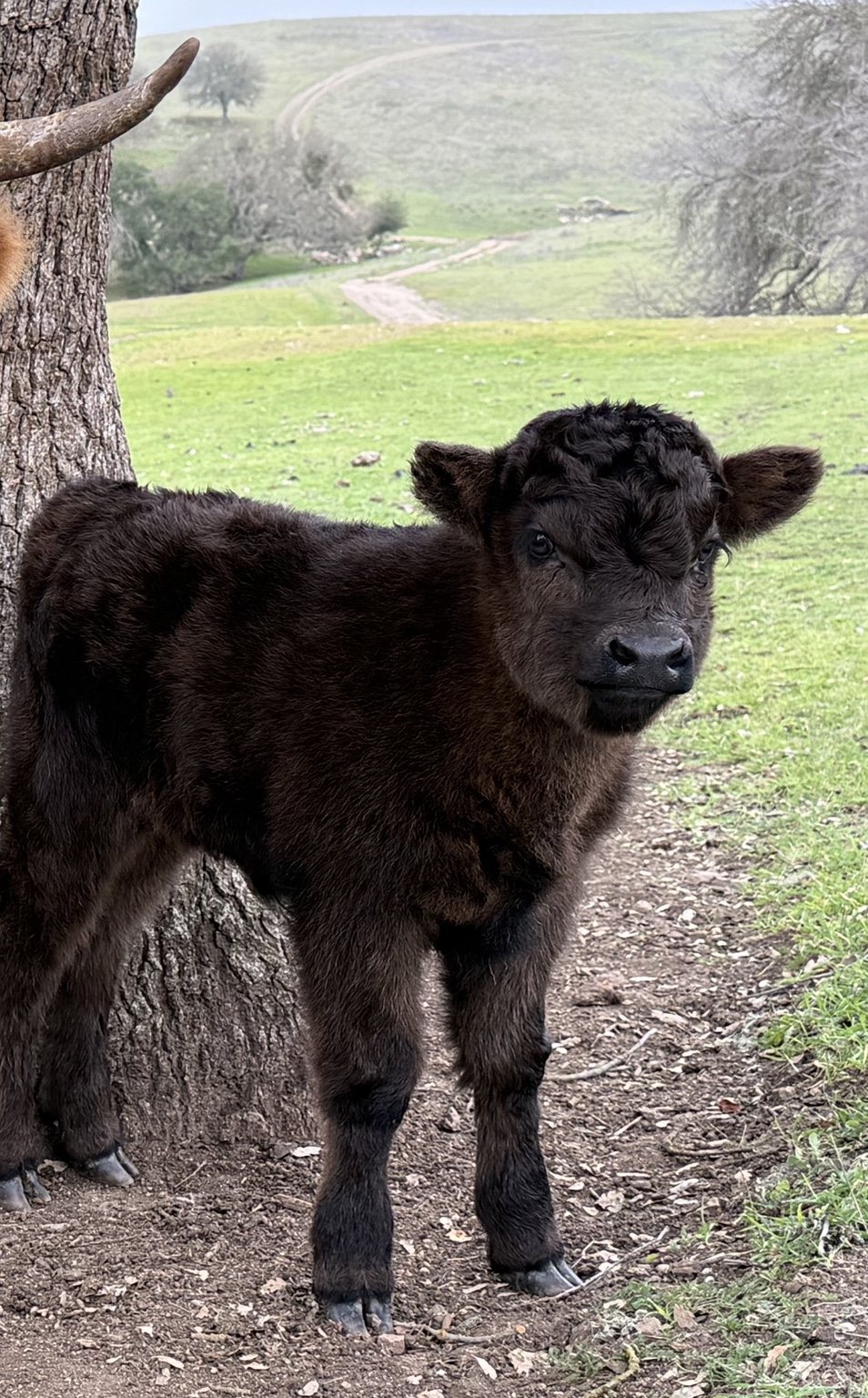 Highland cattle, donkeys, calves, or ranch scenery at Hee-Haw Highland Ranch