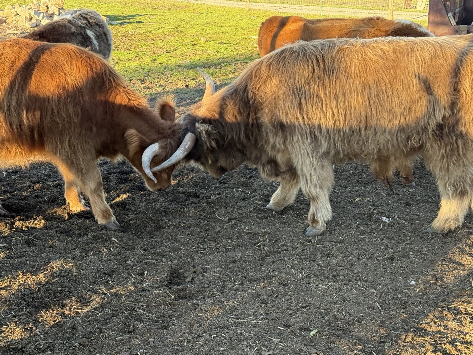 Highland cattle, donkeys, calves, or ranch scenery at Hee-Haw Highland Ranch