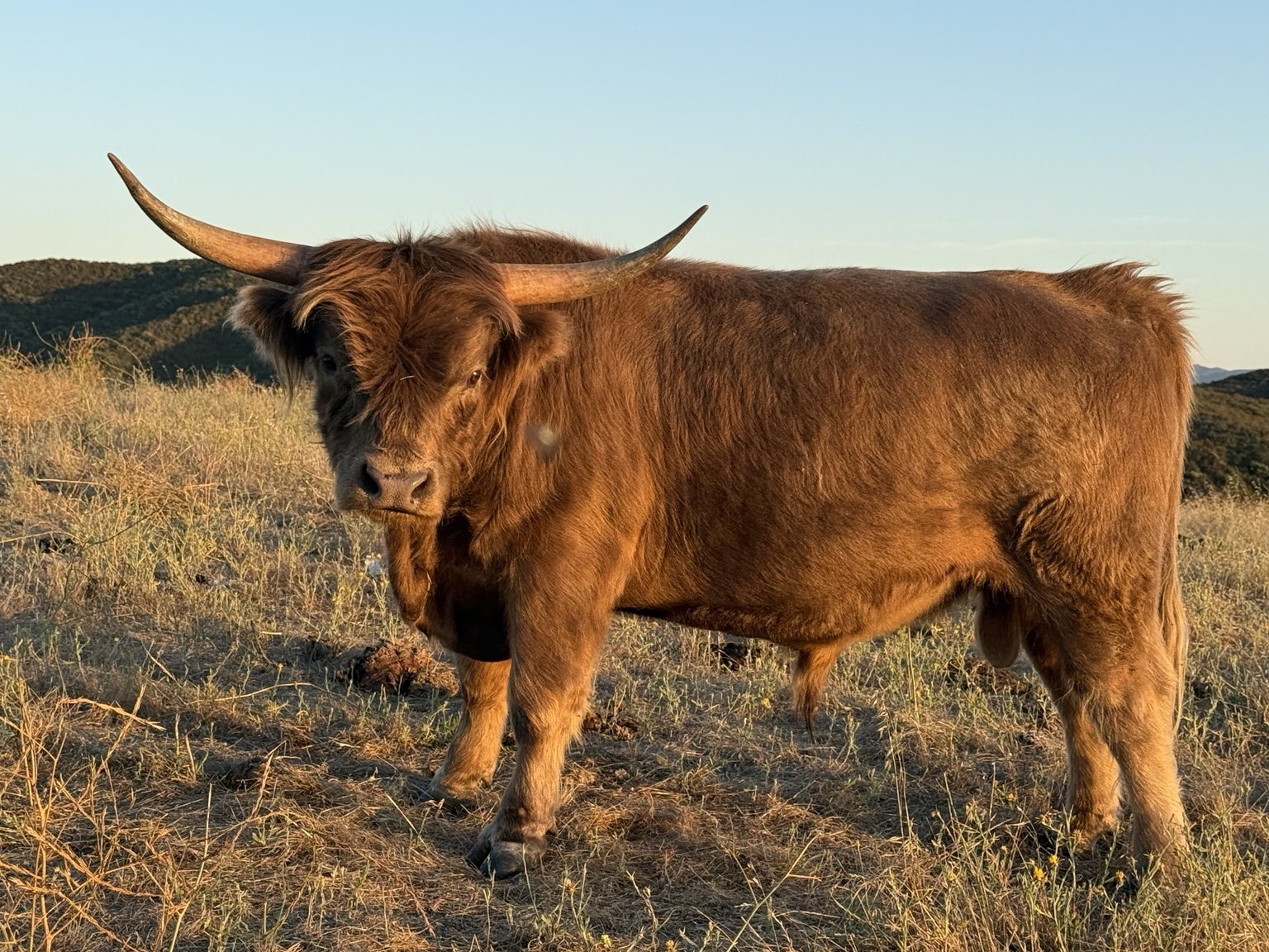 Cow and calf