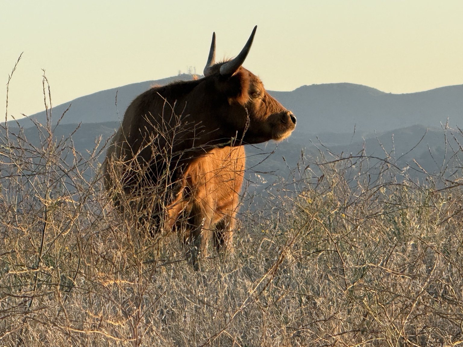 Highland cattle, donkeys, calves, or ranch scenery at Hee-Haw Highland Ranch