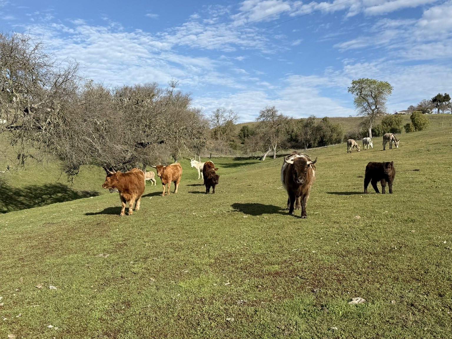 Highland cattle, donkeys, calves, or ranch scenery at Hee-Haw Highland Ranch