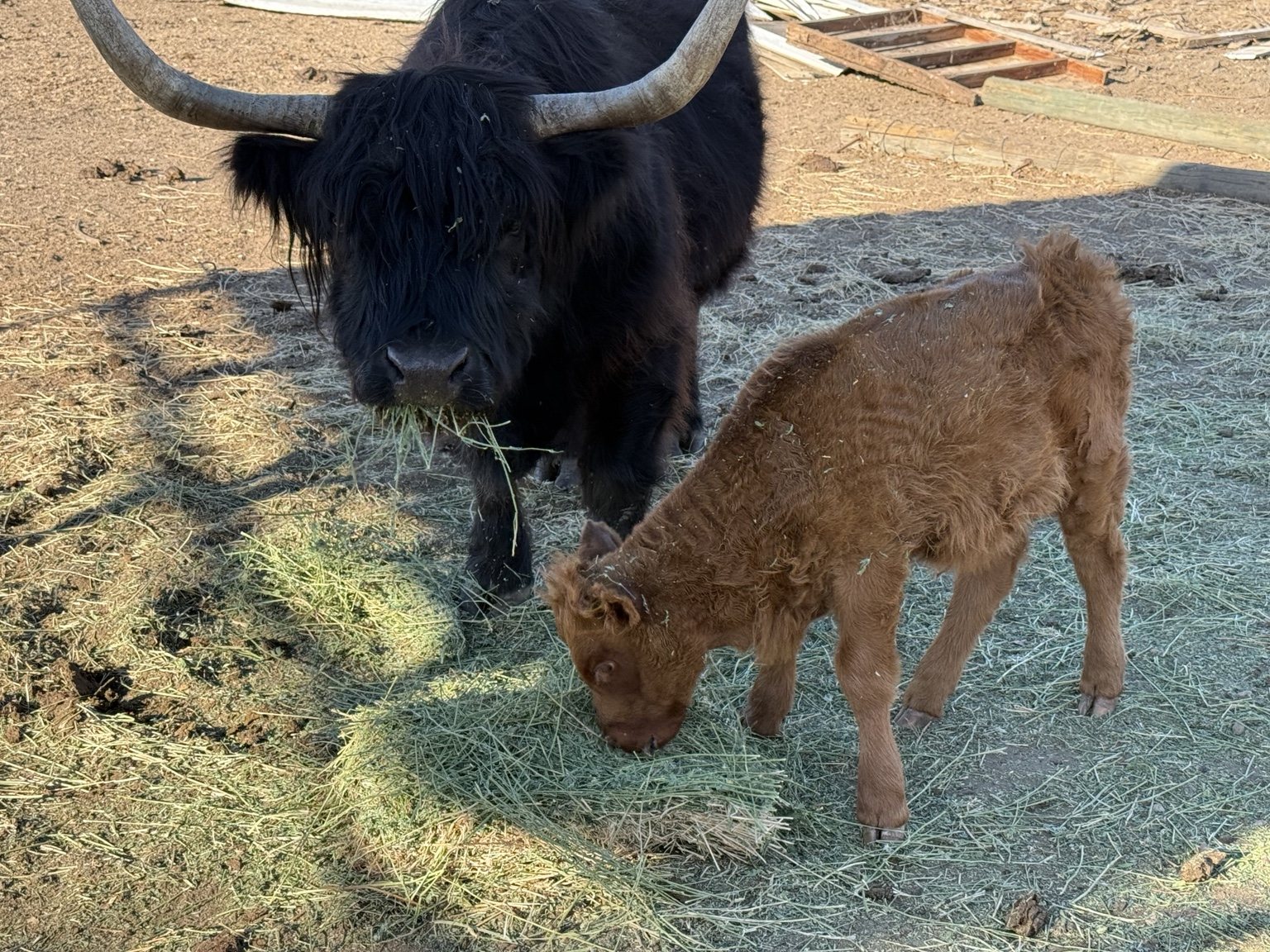 Highland cattle, donkeys, calves, or ranch scenery at Hee-Haw Highland Ranch