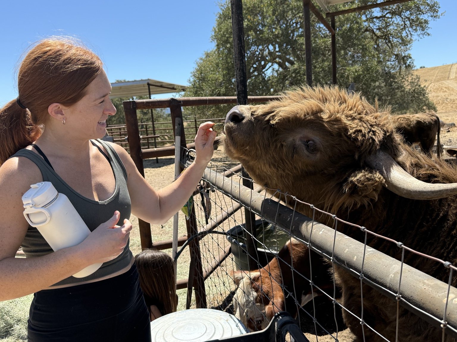 Highland cattle, donkeys, calves, or ranch scenery at Hee-Haw Highland Ranch
