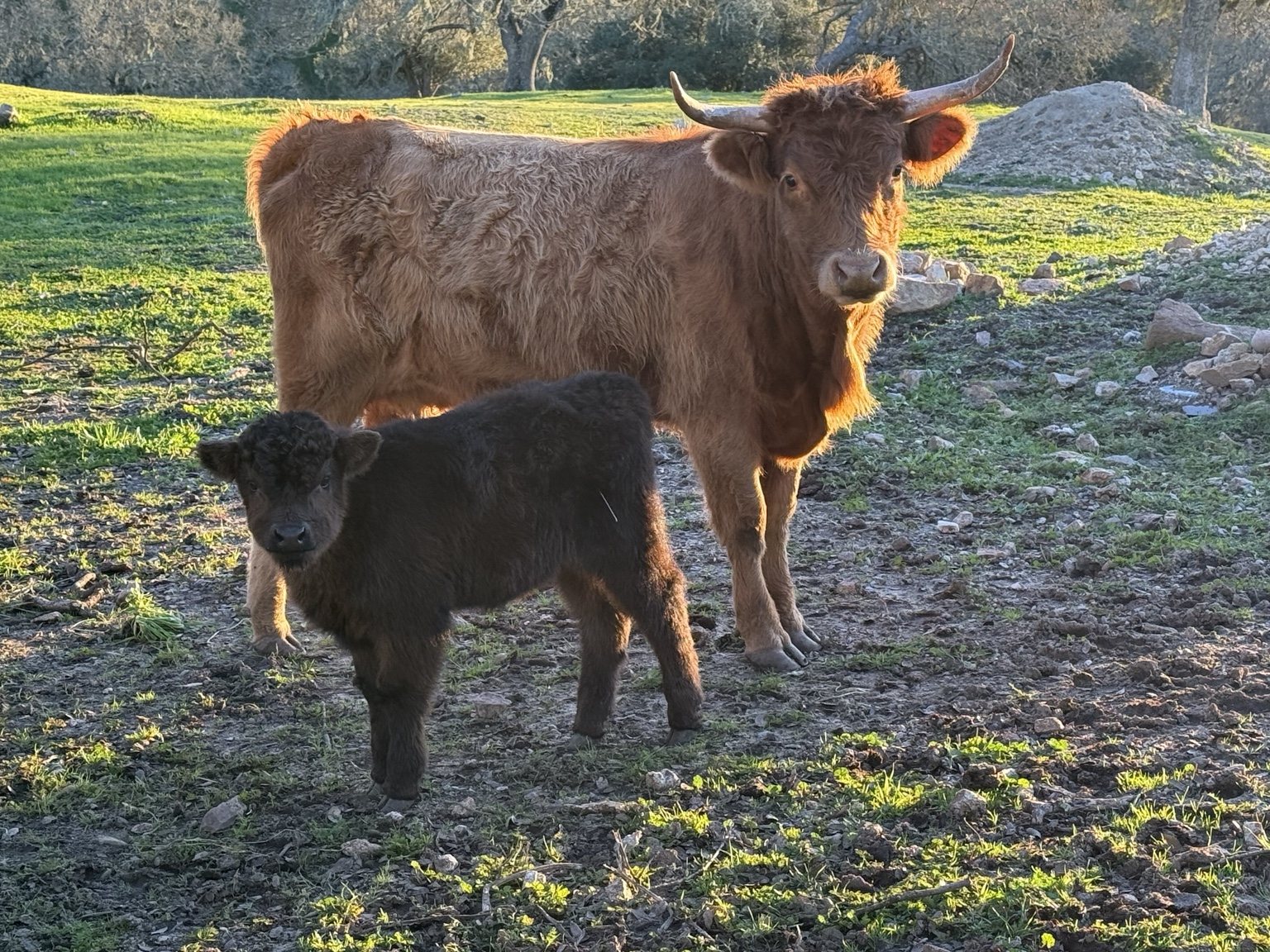 Highland cattle, donkeys, calves, or ranch scenery at Hee-Haw Highland Ranch