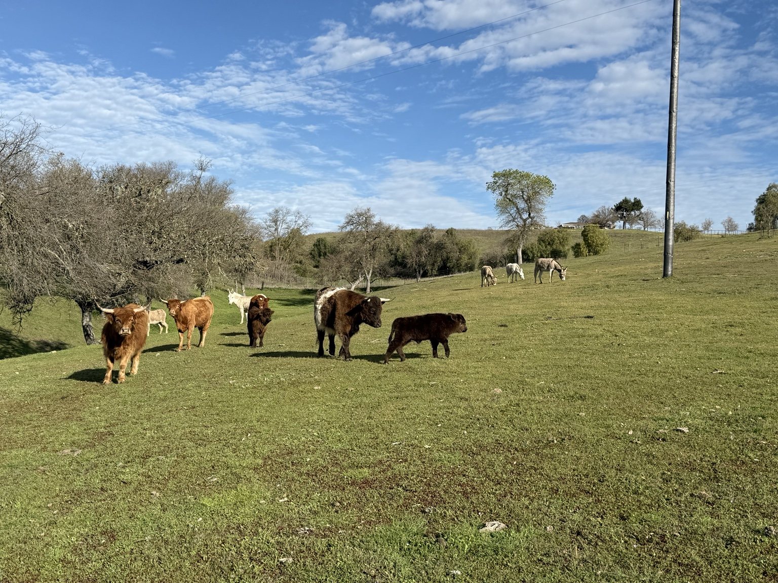 Highland cattle, donkeys, calves, or ranch scenery at Hee-Haw Highland Ranch