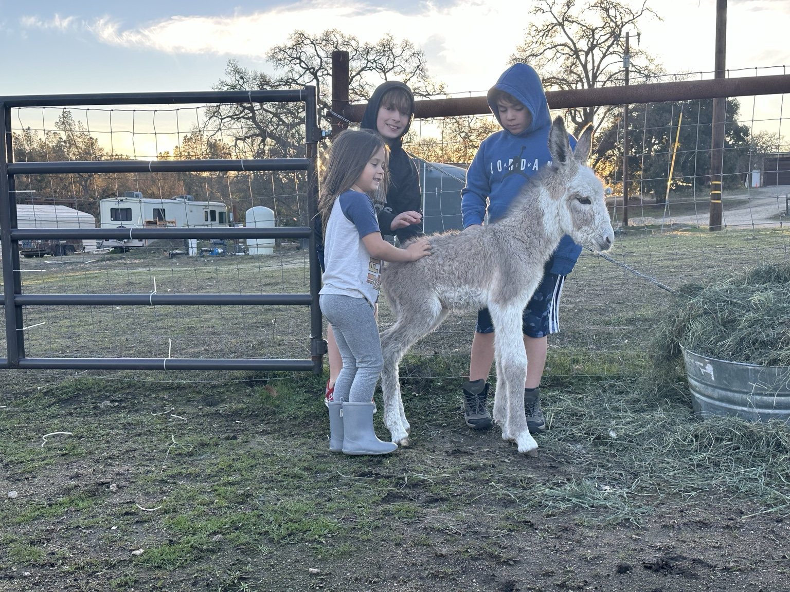 Highland cattle, donkeys, calves, or ranch scenery at Hee-Haw Highland Ranch
