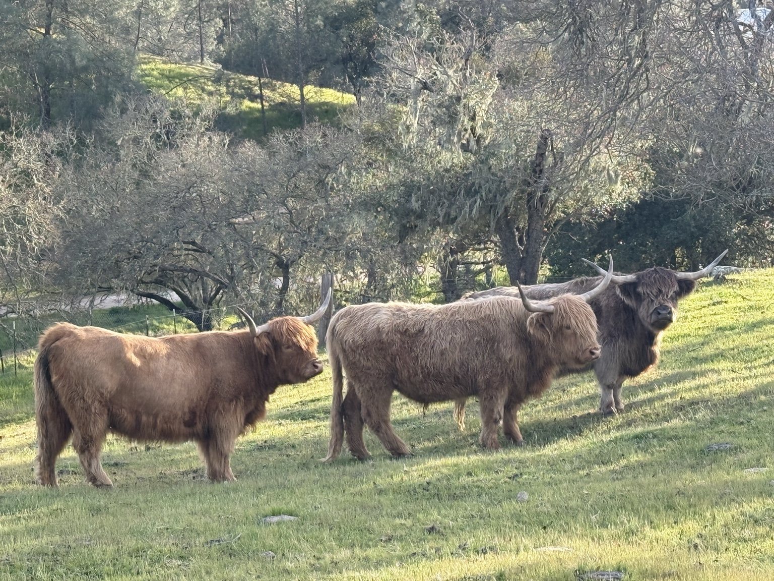 Highland cattle, donkeys, calves, or ranch scenery at Hee-Haw Highland Ranch