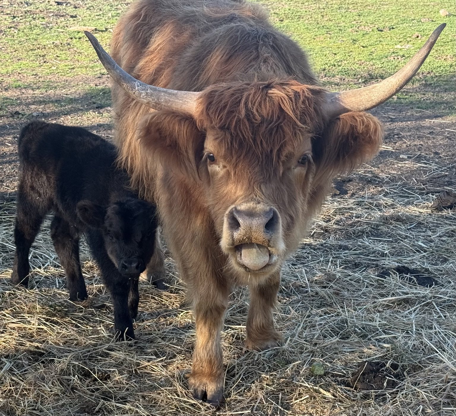 Highland cattle, donkeys, calves, or ranch scenery at Hee-Haw Highland Ranch