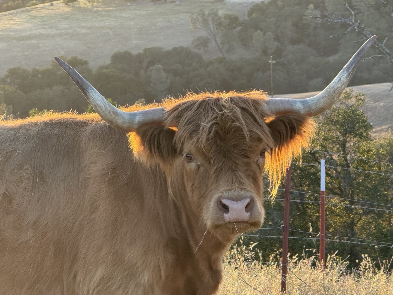 Highland cattle, donkeys, calves, or ranch scenery at Hee-Haw Highland Ranch