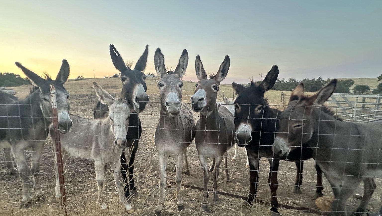 Highland cattle, donkeys, calves, or ranch scenery at Hee-Haw Highland Ranch