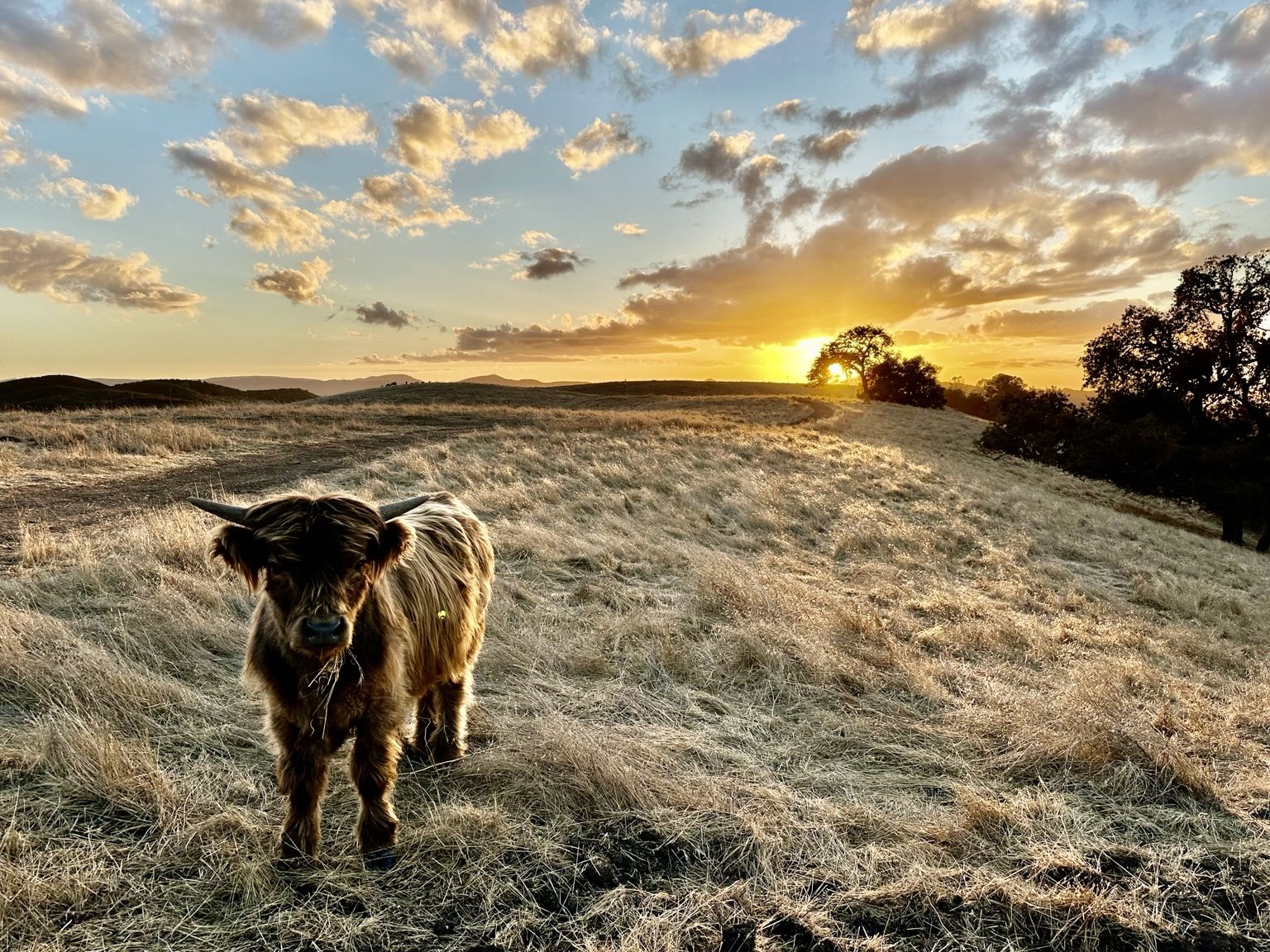 Highland cattle, donkeys, calves, or ranch scenery at Hee-Haw Highland Ranch