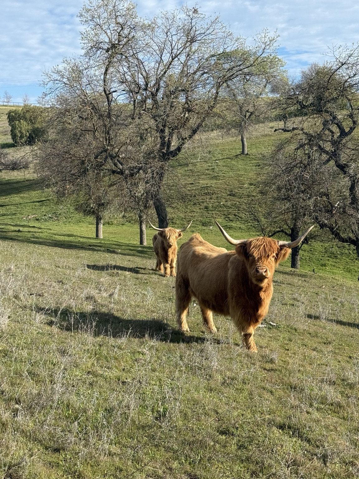 Highland cattle, donkeys, calves, or ranch scenery at Hee-Haw Highland Ranch