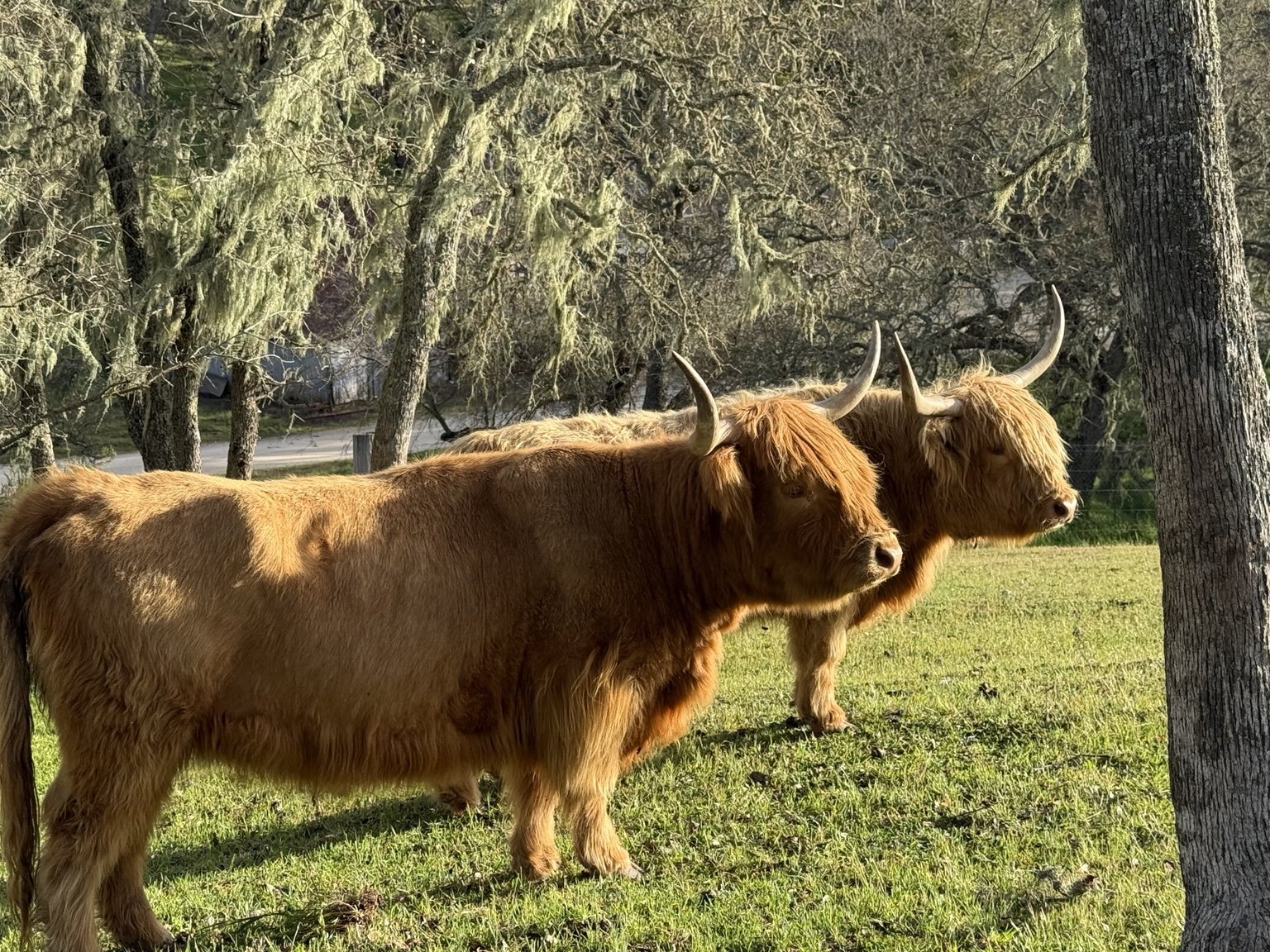 Highland cattle, donkeys, calves, or ranch scenery at Hee-Haw Highland Ranch