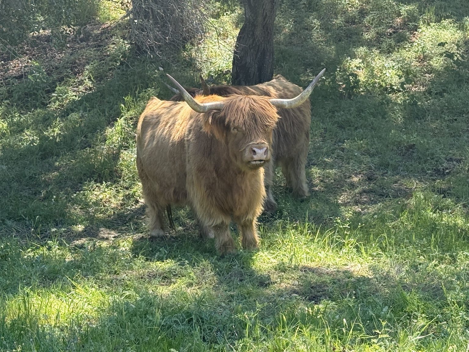 Highland cattle, donkeys, calves, or ranch scenery at Hee-Haw Highland Ranch