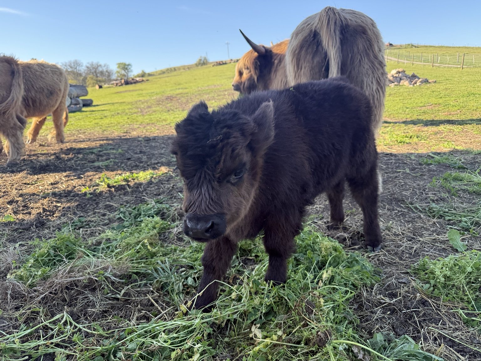 Highland cattle, donkeys, calves, or ranch scenery at Hee-Haw Highland Ranch