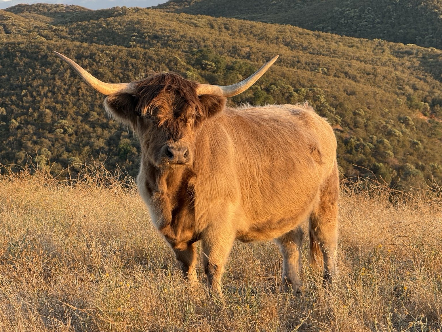 Highland cattle, donkeys, calves, or ranch scenery at Hee-Haw Highland Ranch