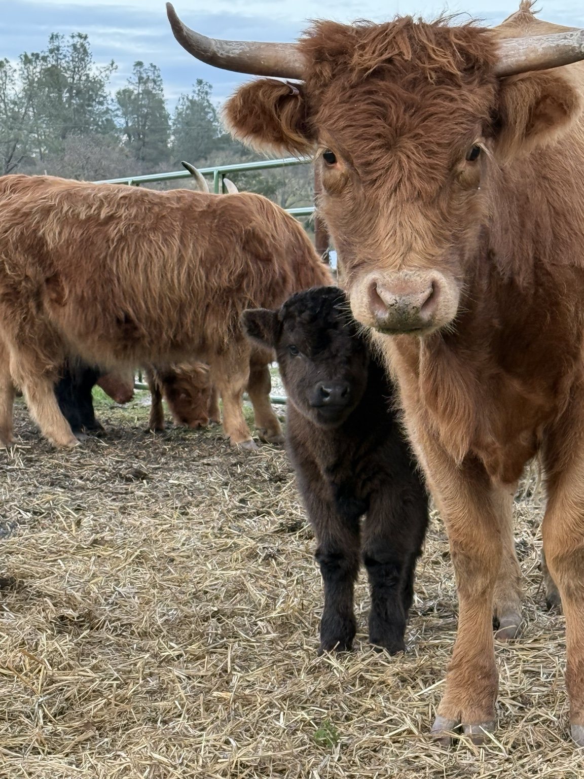 Highland cattle, donkeys, calves, or ranch scenery at Hee-Haw Highland Ranch