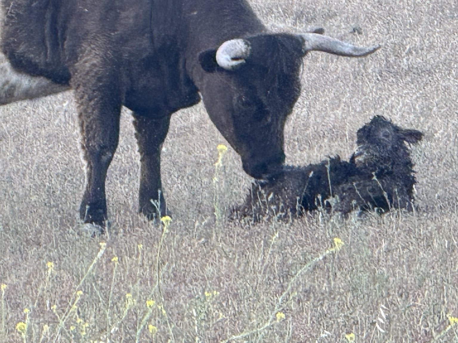 Highland cattle at Hee-Haw Highland Ranch