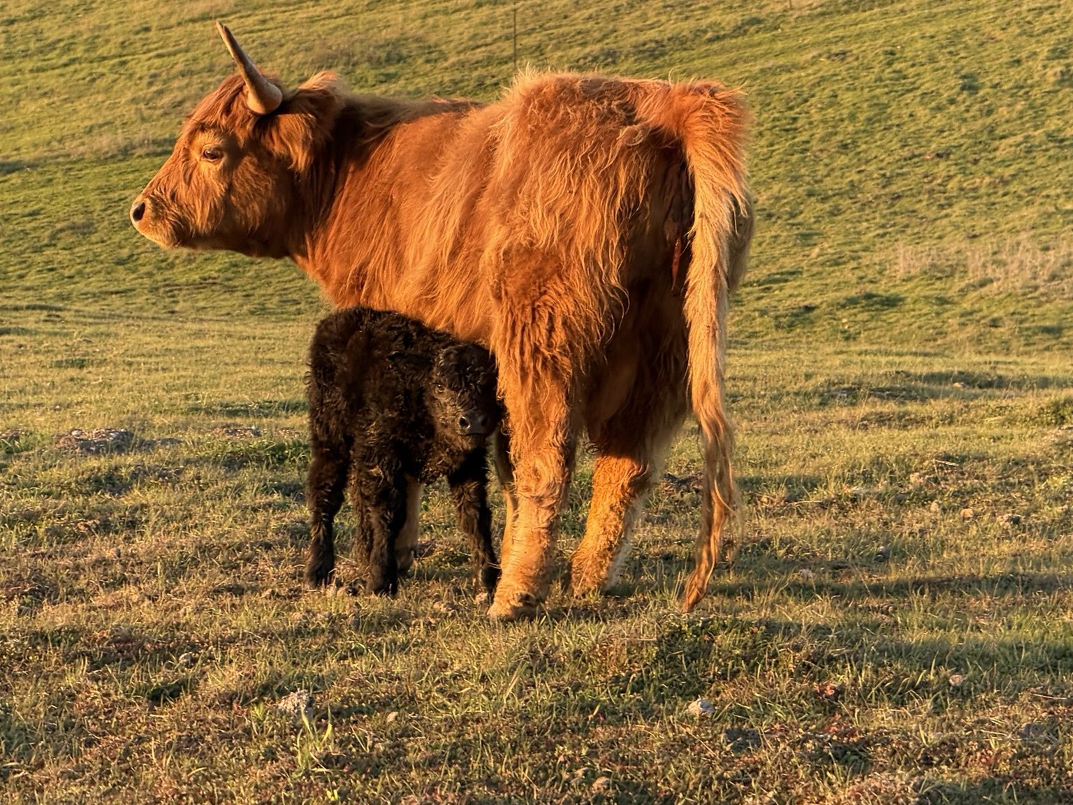 Highland cattle, donkeys, calves, or ranch scenery at Hee-Haw Highland Ranch