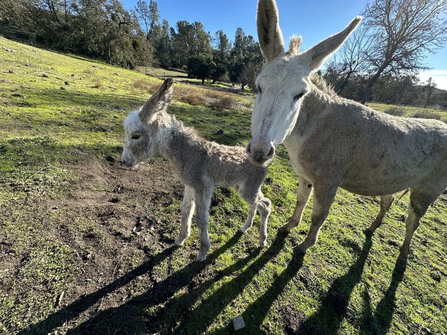 Highland cattle, donkeys, calves, or ranch scenery at Hee-Haw Highland Ranch