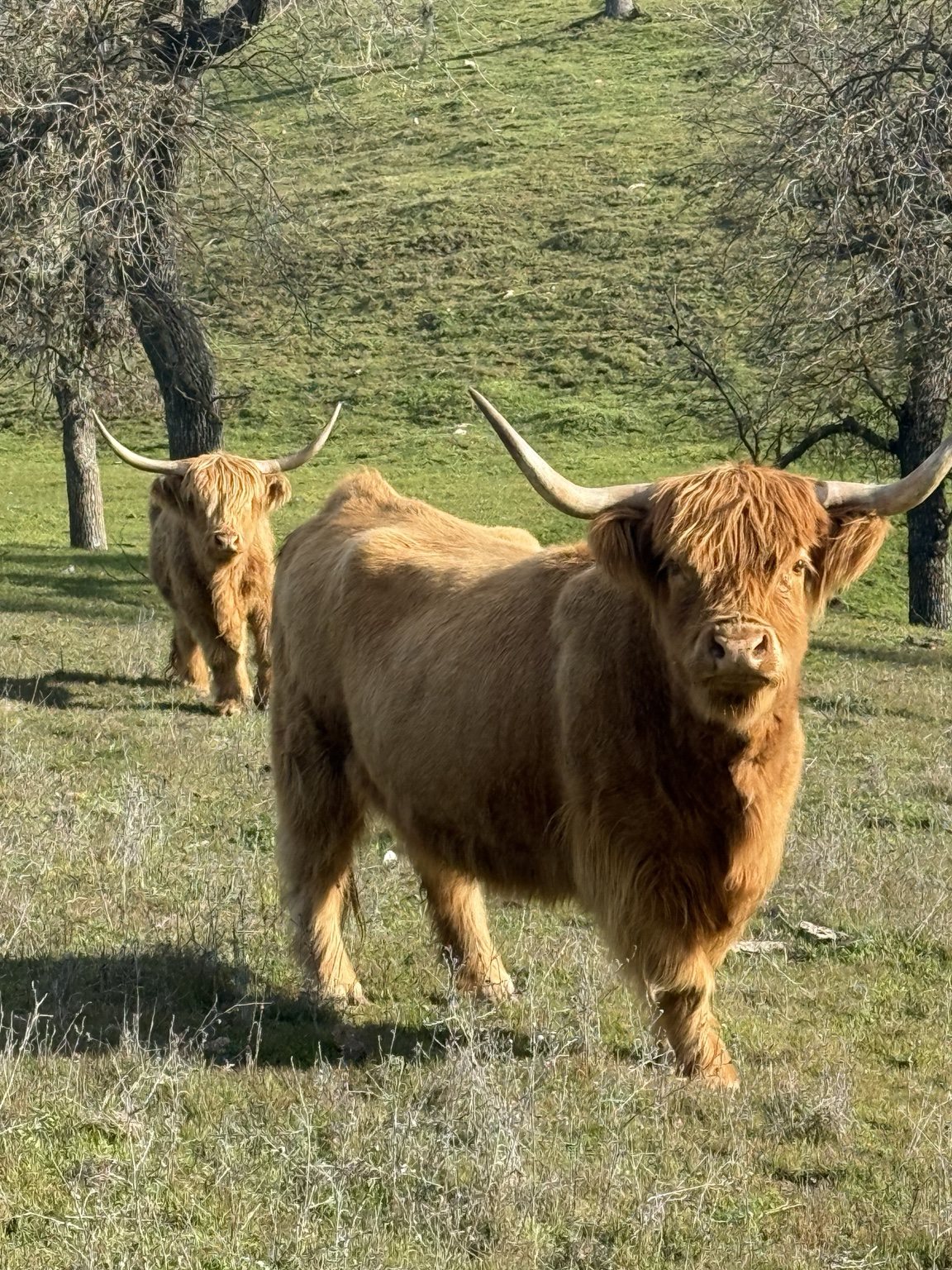 Highland cattle, donkeys, calves, or ranch scenery at Hee-Haw Highland Ranch