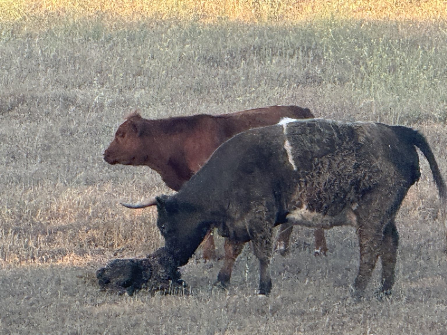 Highland cattle, donkeys, calves, or ranch scenery at Hee-Haw Highland Ranch