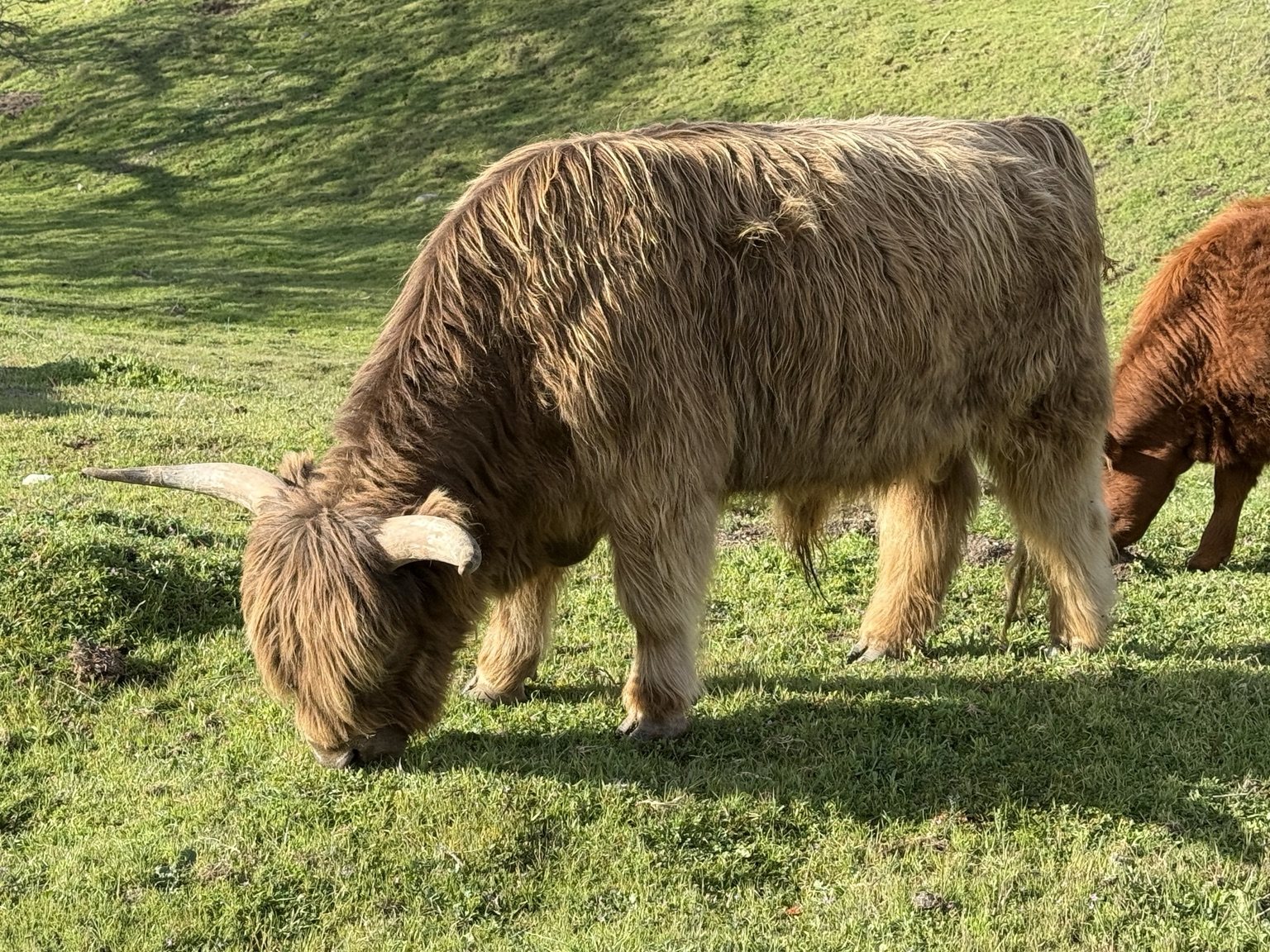 Highland cattle, donkeys, calves, or ranch scenery at Hee-Haw Highland Ranch