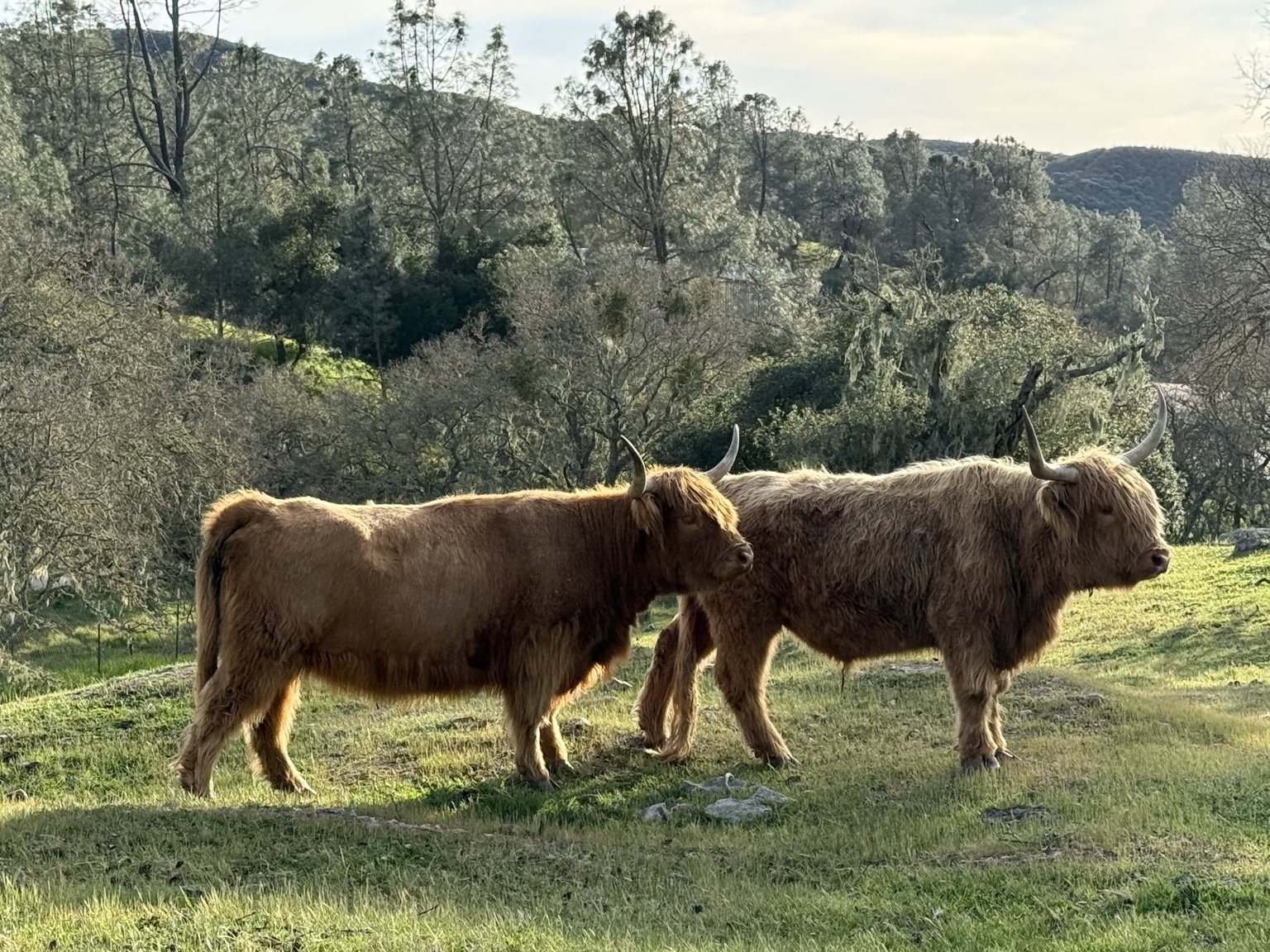 Highland cattle, donkeys, calves, or ranch scenery at Hee-Haw Highland Ranch