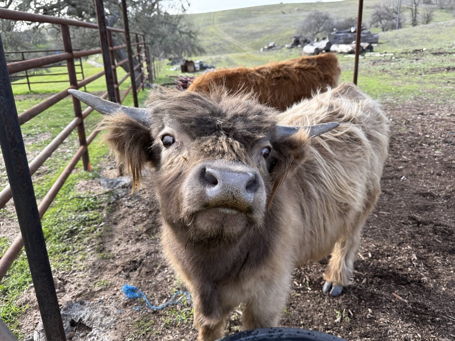 Highland cattle, donkeys, calves, or ranch scenery at Hee-Haw Highland Ranch