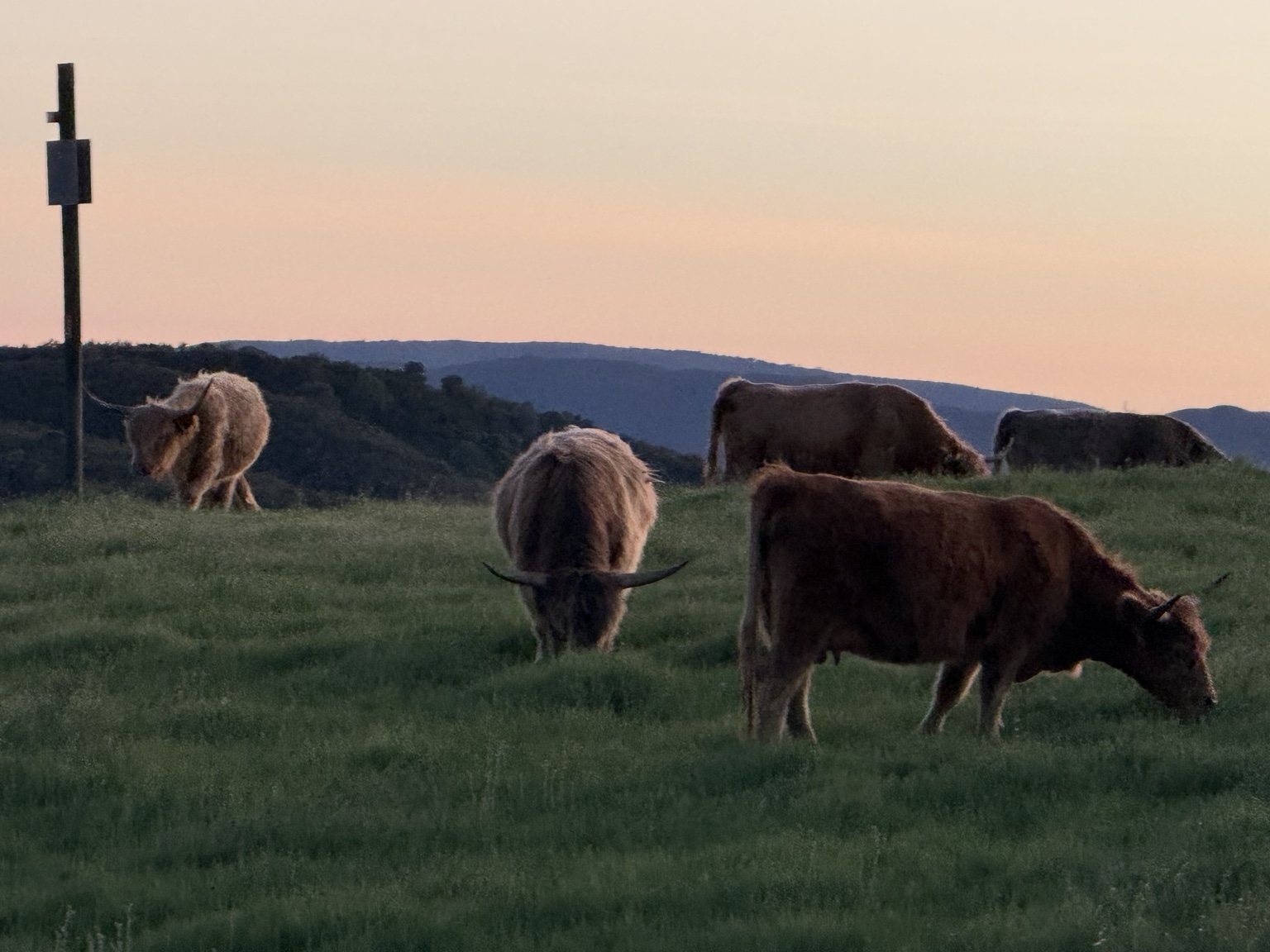 Highland cattle, donkeys, calves, or ranch scenery at Hee-Haw Highland Ranch