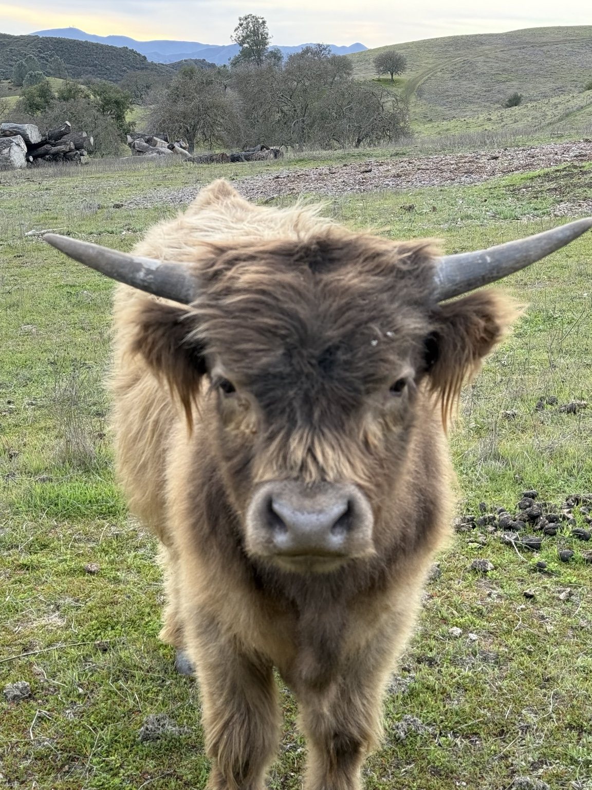 Highland cattle, donkeys, calves, or ranch scenery at Hee-Haw Highland Ranch