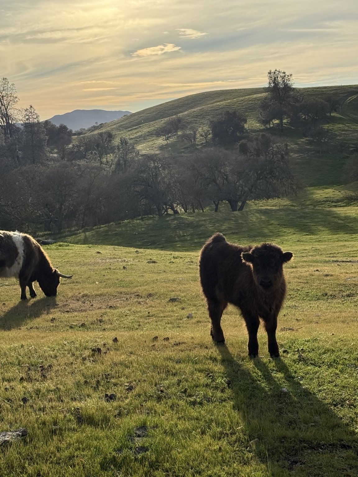 Highland cattle, donkeys, calves, or ranch scenery at Hee-Haw Highland Ranch