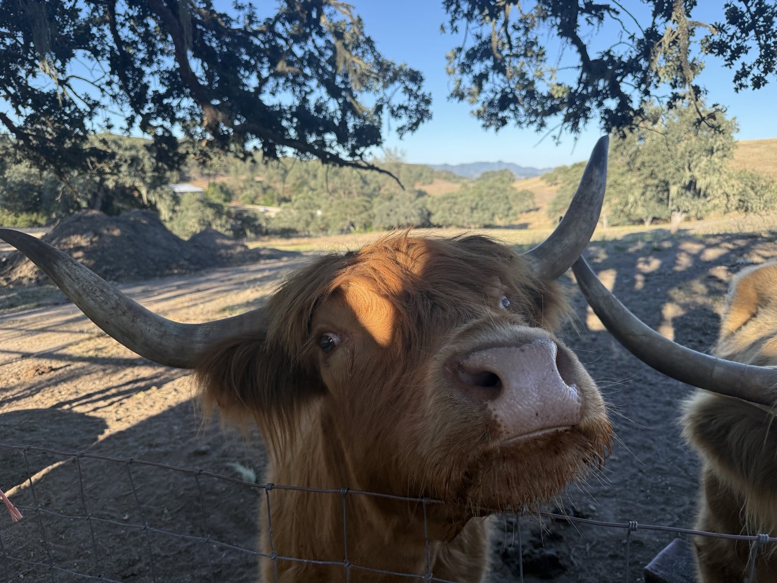 Highland cattle, donkeys, calves, or ranch scenery at Hee-Haw Highland Ranch