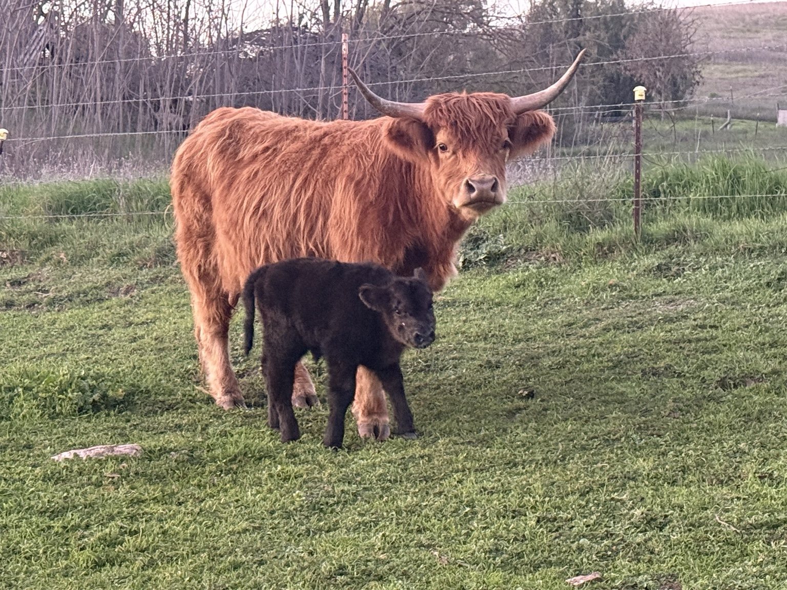 Highland cattle, donkeys, calves, or ranch scenery at Hee-Haw Highland Ranch