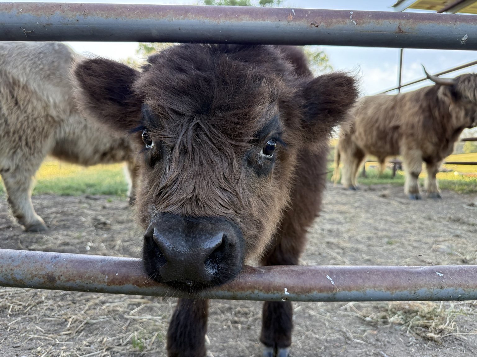 Highland cattle, donkeys, calves, or ranch scenery at Hee-Haw Highland Ranch