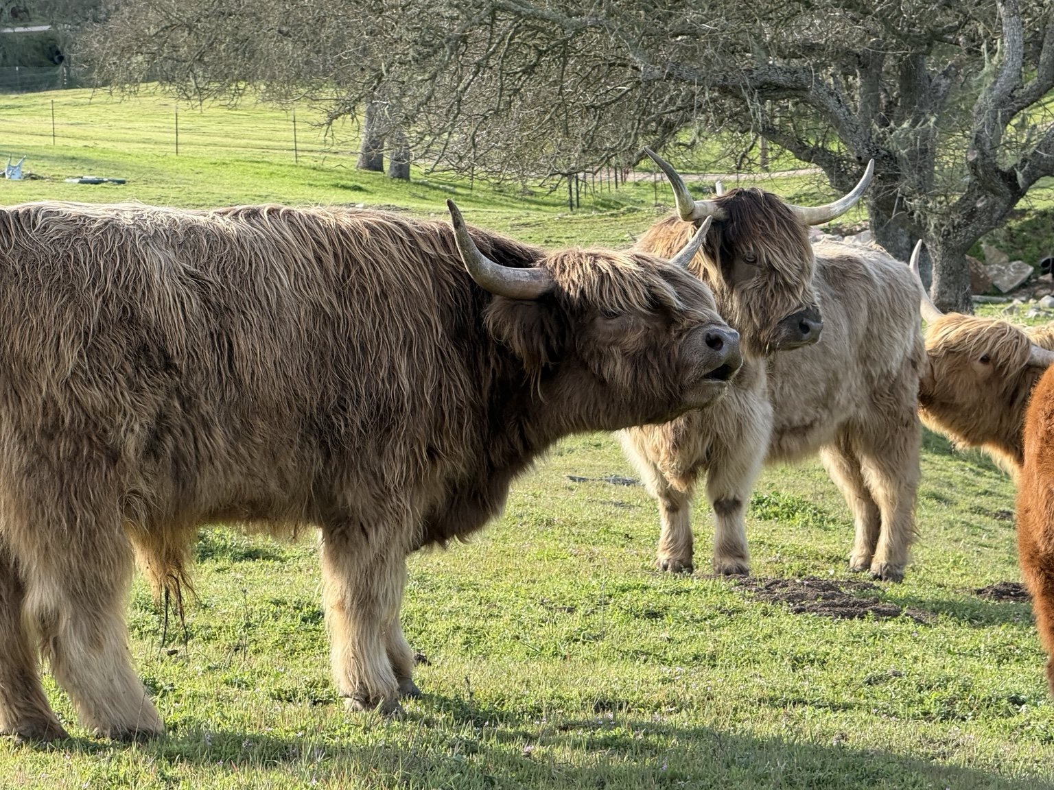 Highland cattle, donkeys, calves, or ranch scenery at Hee-Haw Highland Ranch