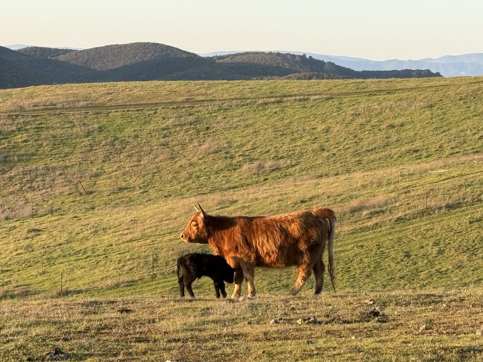 Highland cattle, donkeys, calves, or ranch scenery at Hee-Haw Highland Ranch