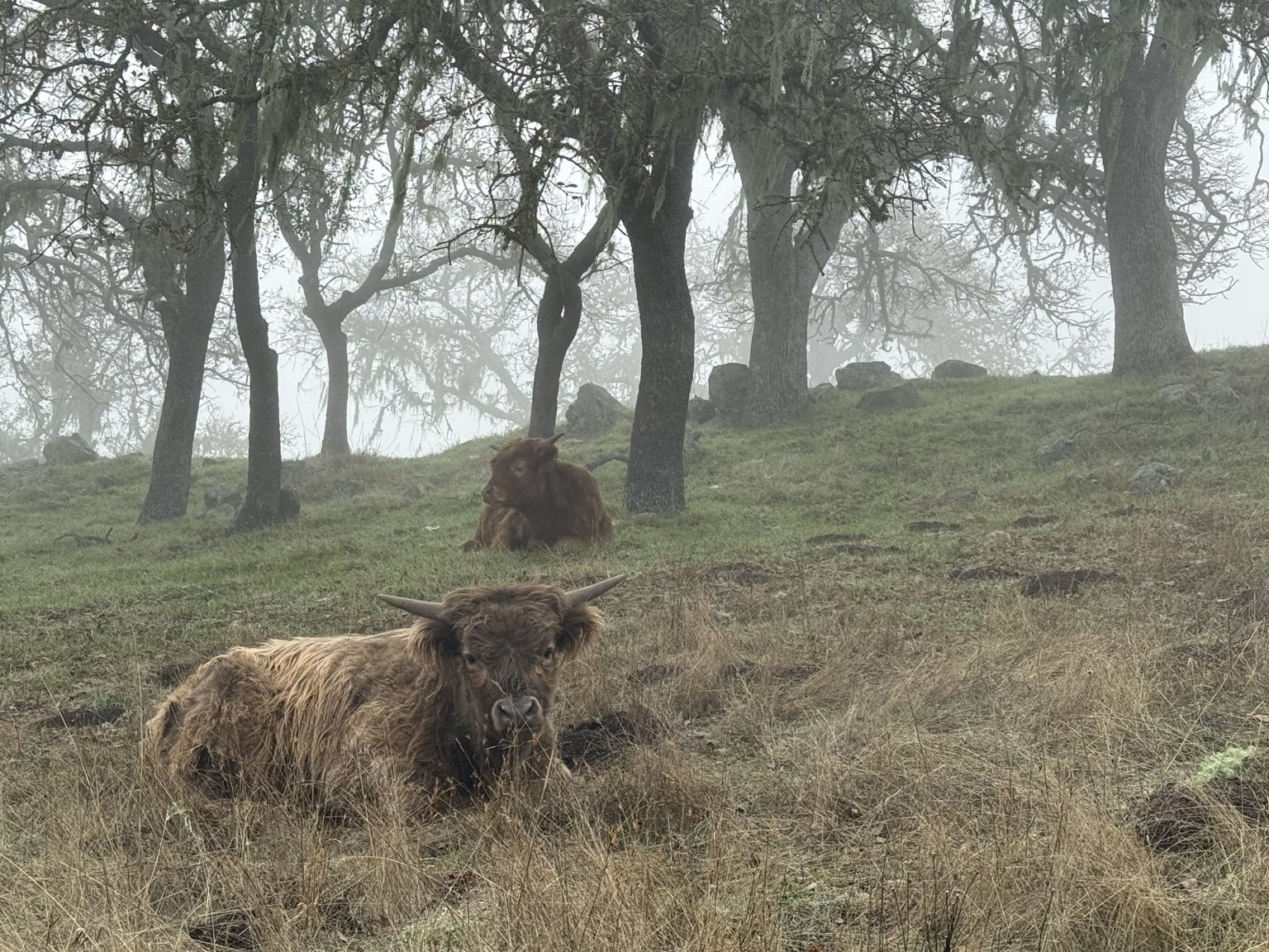 Highland cattle, donkeys, calves, or ranch scenery at Hee-Haw Highland Ranch
