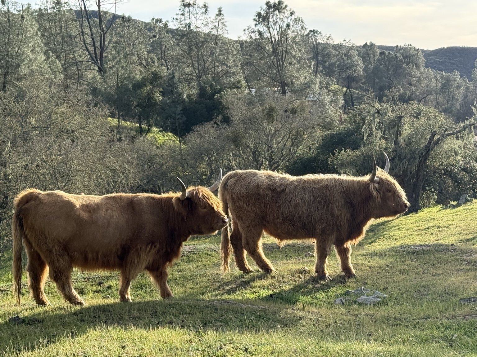Highland cattle, donkeys, calves, or ranch scenery at Hee-Haw Highland Ranch