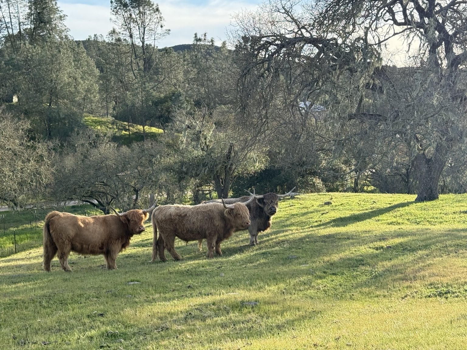 Highland cattle, donkeys, calves, or ranch scenery at Hee-Haw Highland Ranch