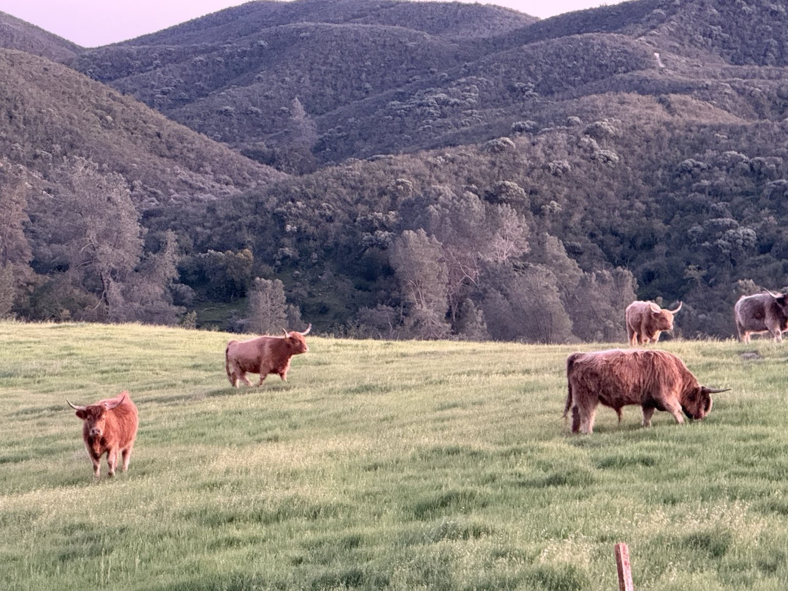 Highland cattle, donkeys, calves, or ranch scenery at Hee-Haw Highland Ranch