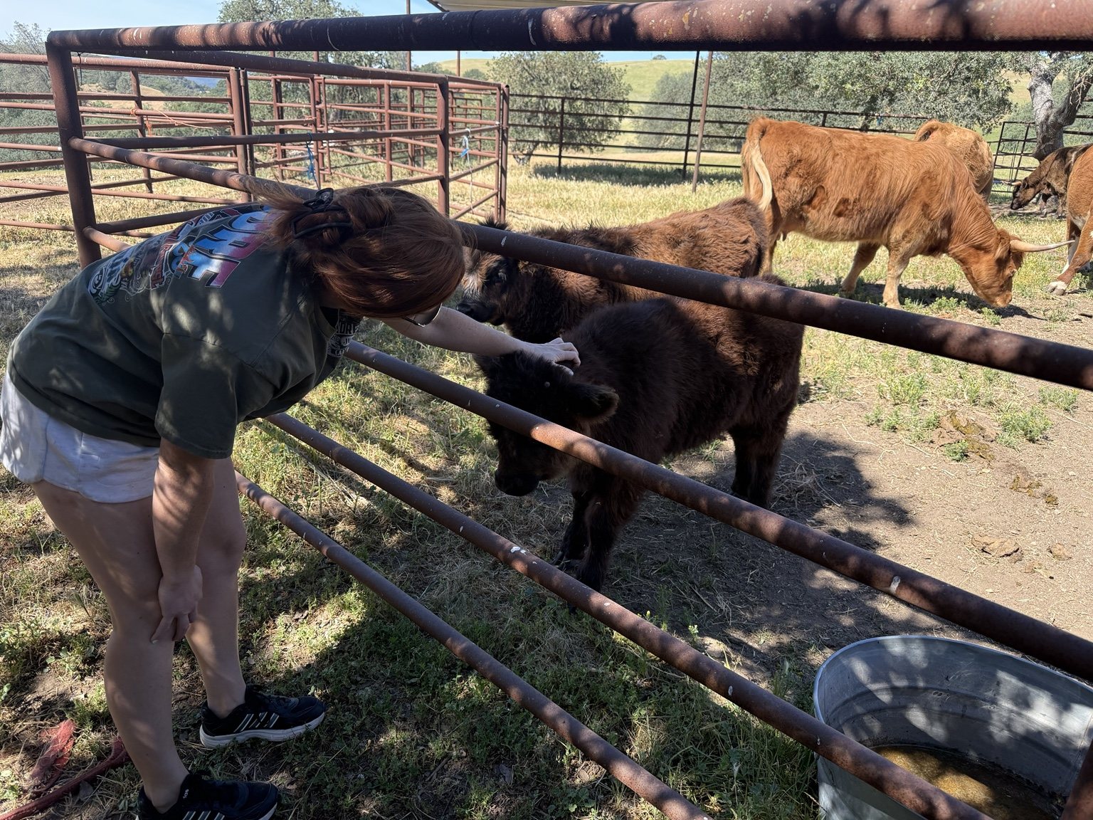 Highland cattle, donkeys, calves, or ranch scenery at Hee-Haw Highland Ranch