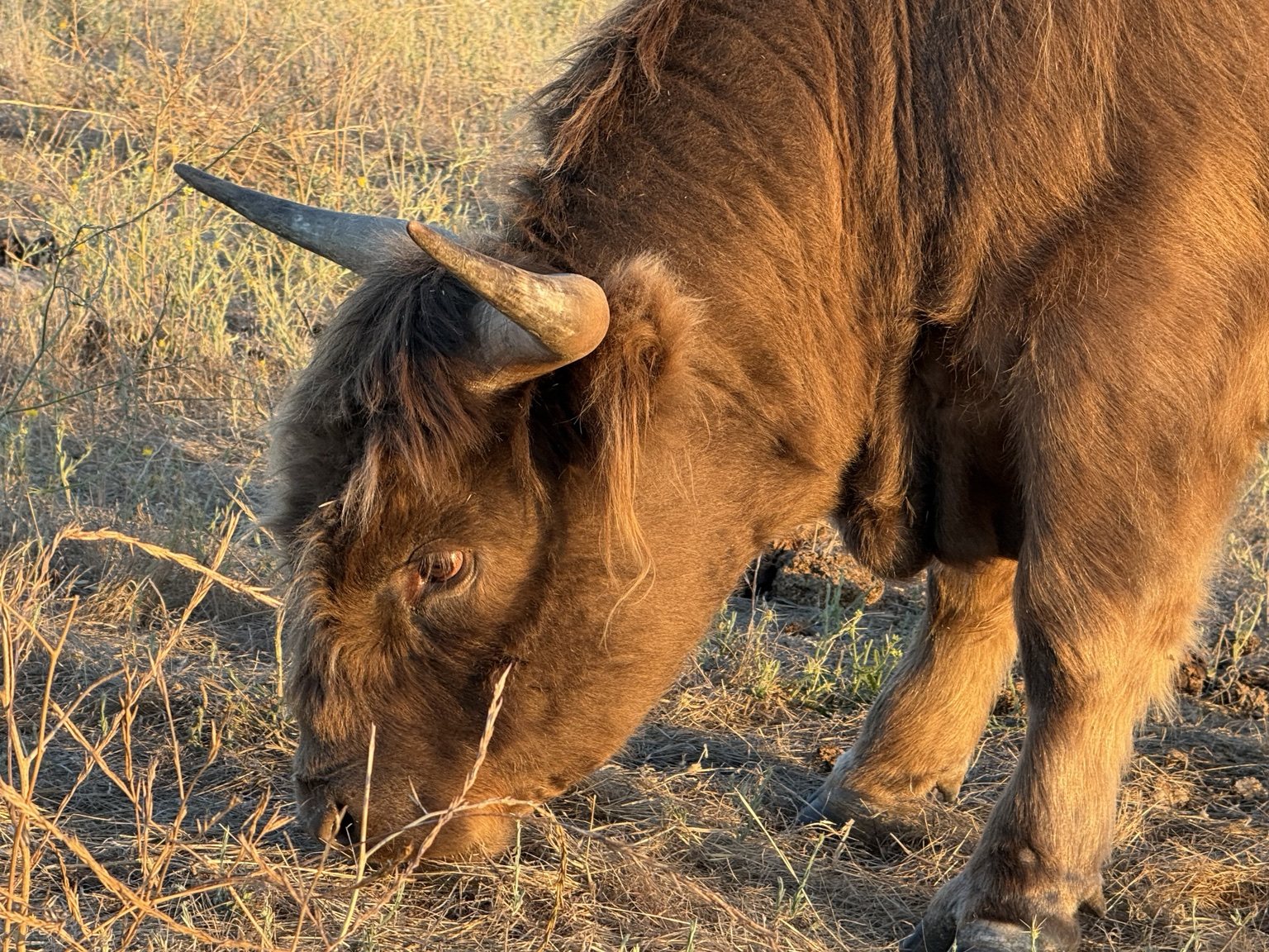 Highland cattle, donkeys, calves, or ranch scenery at Hee-Haw Highland Ranch